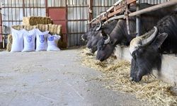 ABB’den Manda Yetiştiricilerine Özel Yem Desteği