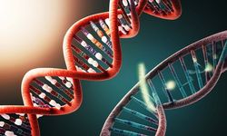 DNA Hasar Görünce Vücudumuz Onu Nasıl Onarıyor?