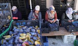 Kapadokya’da Erik Mesaisi: 1500 Ton Ürün Güneşte Kurutuluyor