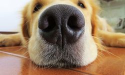 Köpeklerin Burunları Neden Hep Islak?