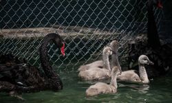 Kuğulu Park’ın Yeni Sakinlerine Özel Koruma: Ziyaretçilere "Simit ve Kraker" Uyarısı