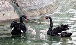 Kuğulu Park’ın Yeni Sakinlerine Özel Koruma: Ziyaretçilere "Simit ve Kraker" Uyarısı