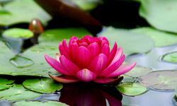 Lotus Yaprakları Neden Hiç Islanmıyor?