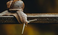 Salyangozlar Duvara Düşmeden Nasıl Tırmanıyor?