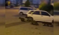 Kızılcahamam’da Anne Ayı ve 3 Yavrusu Sokaklarda Görüldü