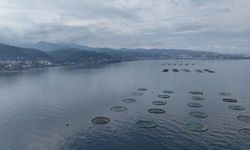 Karadeniz'in Su Ürünleri İhracatı Yüzde 16 Arttı