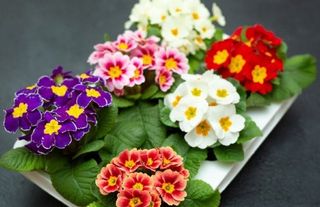 Çuha Çiçeğinin (Primula) Bakımı Nasıl Olmalıdır?