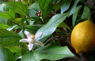 Limon Çiçeğinin Bakımı Nasıl Olmalıdır?