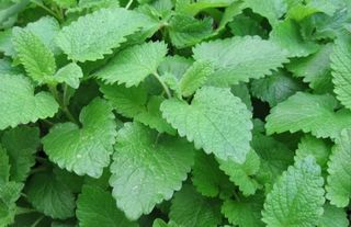 Oğul Otunun (Melisa) Bakımı Nasıl Olmalıdır?