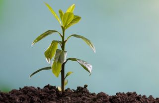 Beypazarı Belediyesi’nden Üreticilere Hibeli Fidan Desteği
