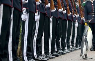 Tarihin En Ünlü Hayvanları ve Şaşırtıcı Görevleri