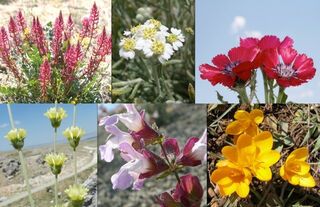 Ankara’ya Özgü 11 Özel Çiçek Türü