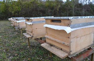 Beypazarı'nda Arıcılara Müjde! Yüzde 50 Hibeli Kovan Desteği Başladı