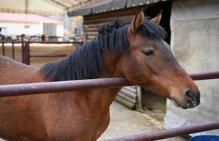 Ankara’nın En Büyük Evcil Hayvan Parkı Mamak’ta Açılıyor