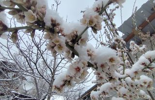 Beypazarı'nda Kar Yağışı Çiçek Açan Meyveleri Vurdu