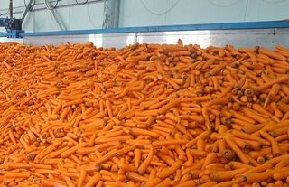 Beypazarı’nda Havuç Üretiminde Hedef 126 Bin Ton