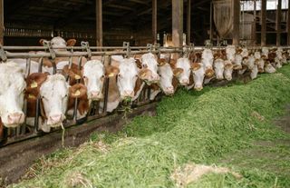 Çankaya 2026 Kurban Satış Yeri ve Çadır Bedeli Netleşti