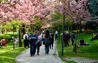 Ankara’da Sakura Zamanı: Dikmen Vadisi Pembelere Büründü