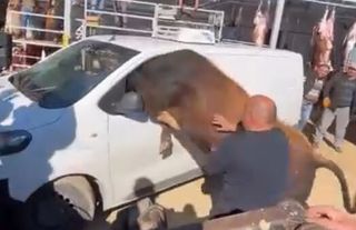 Elmadağ’da Kesimden Kaçan Kurbanlık Minibüsün İçine Girmeye Çalıştı