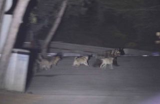 Soğuksu Milli Parkı'nda Başıboş Köpekler Ayılara Saldırıyor