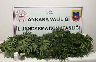 Haymana’da Kenevir Operasyonu: 1 Şüpheli Yakalandı
