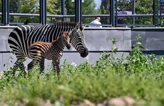 Ankara'daki Doğal Yaşam Parkı'nda Yavru Zebra Heyecanı