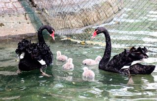 Kuğulu Park’ta 4 Yeni Yavru Başkentin İlgi Odağı Oldu