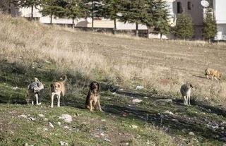 Ankara’da Sahipsiz Köpek Saldırısı Davasında Karar Netleşti