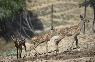 Altınköy’de Geyik Sayısı 16’ya Yükseldi: 4 Yavru Geyik Doğal Yaşam Alanına Salındı