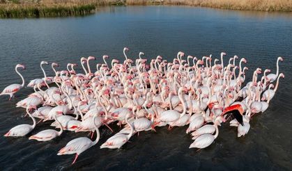 Başkentin Zarif Misafirleri: ‘Flamingolar’