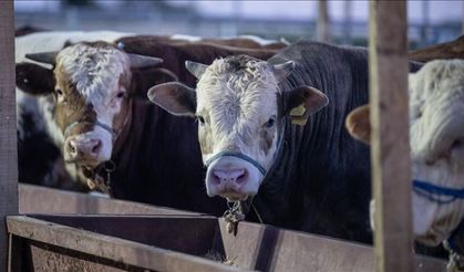 2026 Yılı Vekaletle Kurban Kesim Bedelleri Açıklandı