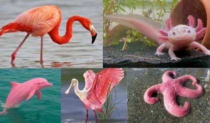 Doğada Bulabileceğiniz Pembe Hayvanlar