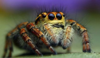 Türkiye’de Görülen En Tehlikeli 10 Örümcek Türü