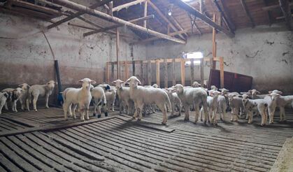 Ankara’da Veteriner Destek Başvurularında Son Viraja Girildi