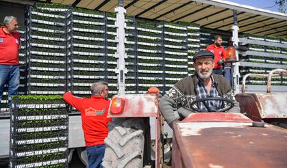 Ankaralı Çiftçi Yüzde 50 Hibeli Domates ve Biber Fidesine Kavuştu