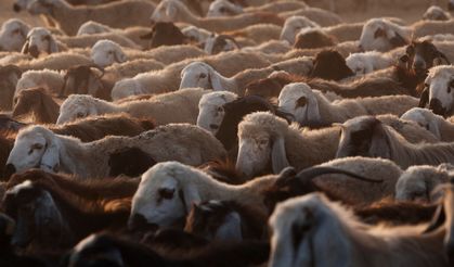 Kurbanlık Harcamaları Bu Yıl 192 Milyar Lirayı Bulacak