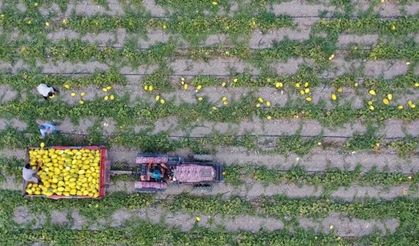 Tarım ve Hayvancılık Desteklerinde Yeni Dönem: Ödemeler Artırıldı
