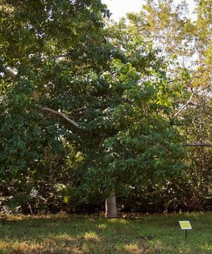 Dünyanın En Zehirli Ağacı Manchineel’e Dokunmak Öldürüyor
