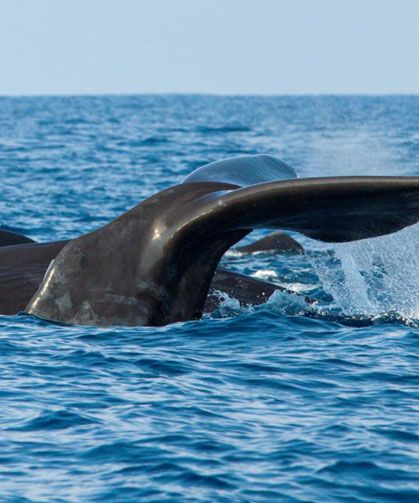 İspermeçet Balinaları Nasıl İletişim Kurar?