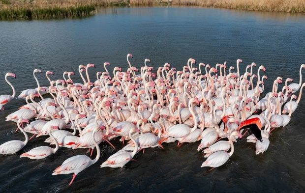 Başkentin Zarif Misafirleri: ‘Flamingolar’