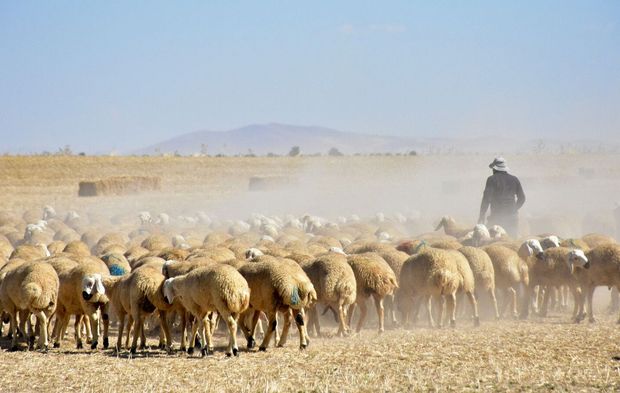 Anadolu’nun Yerli Irk Damızlık Koyunlarına Büyük Talep: Et Randımanı Yüzde 45’i Aştı