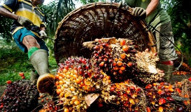 Palm Yağı Nedir? Zararları Nelerdir?