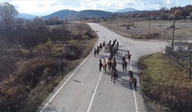 Isparta’da Kış Yaklaşırken Yılkı Atları Köylere İndi