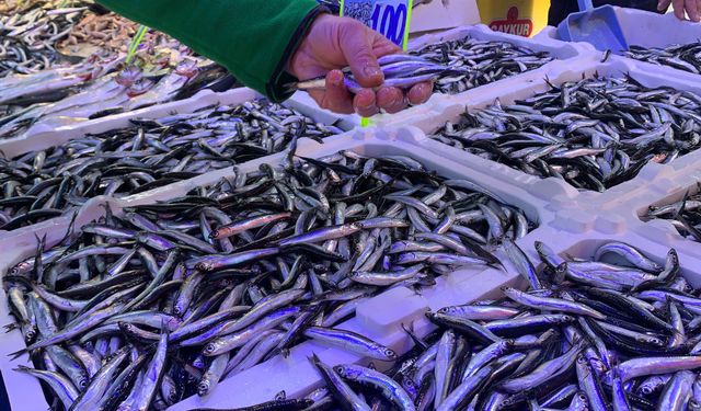 Karadeniz'de Havalar Soğudu Hamsi 100 Liraya Düştü