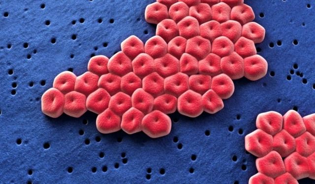 Antibiyotiğe Karşı Dirençli Ölümcül ‘Süper Bakteri’ Tespit Edildi