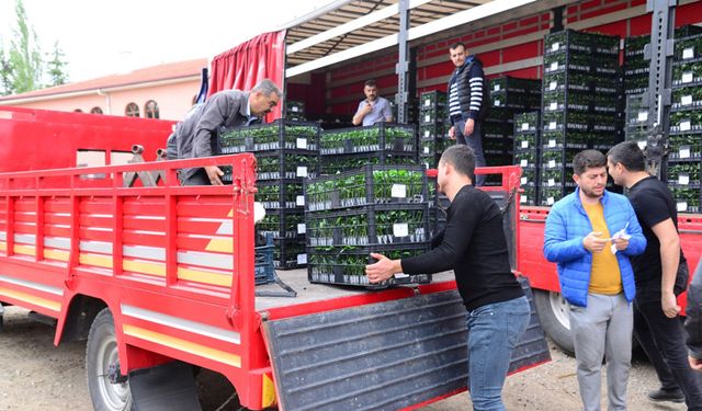 Kahramankazan’da 500 Çiftçiye 850 Bin Sebze Fidesi