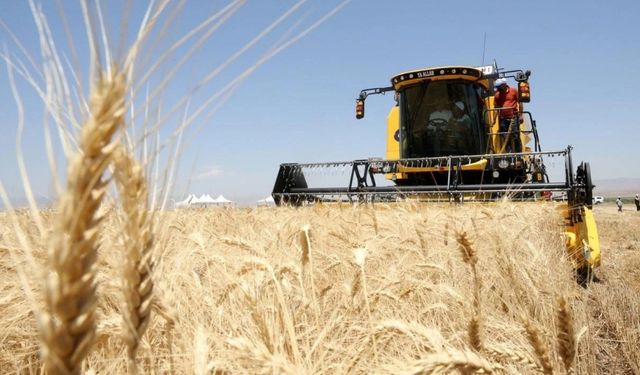 Çubuk Hasat için Gün Sayıyor: Çiftçiye Tam Destek