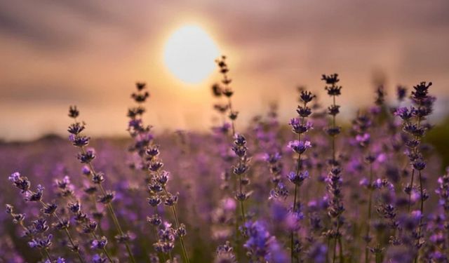 Nallıhan’da Lavanta Hasat Şenliği Başlıyor