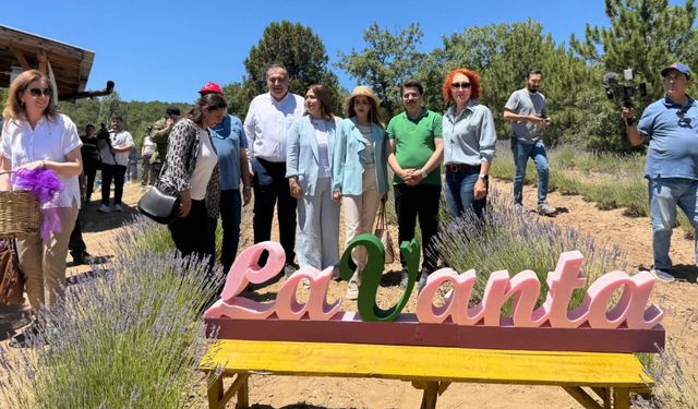 Nallıhan Lavanta Hasat Şenliğine Ev Sahipliği Yaptı
