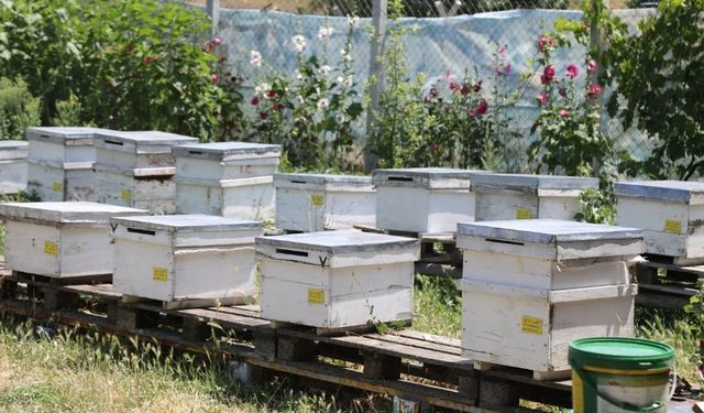 Çubuk’ta Doğal Çiçek Balı Hasadı Başladı